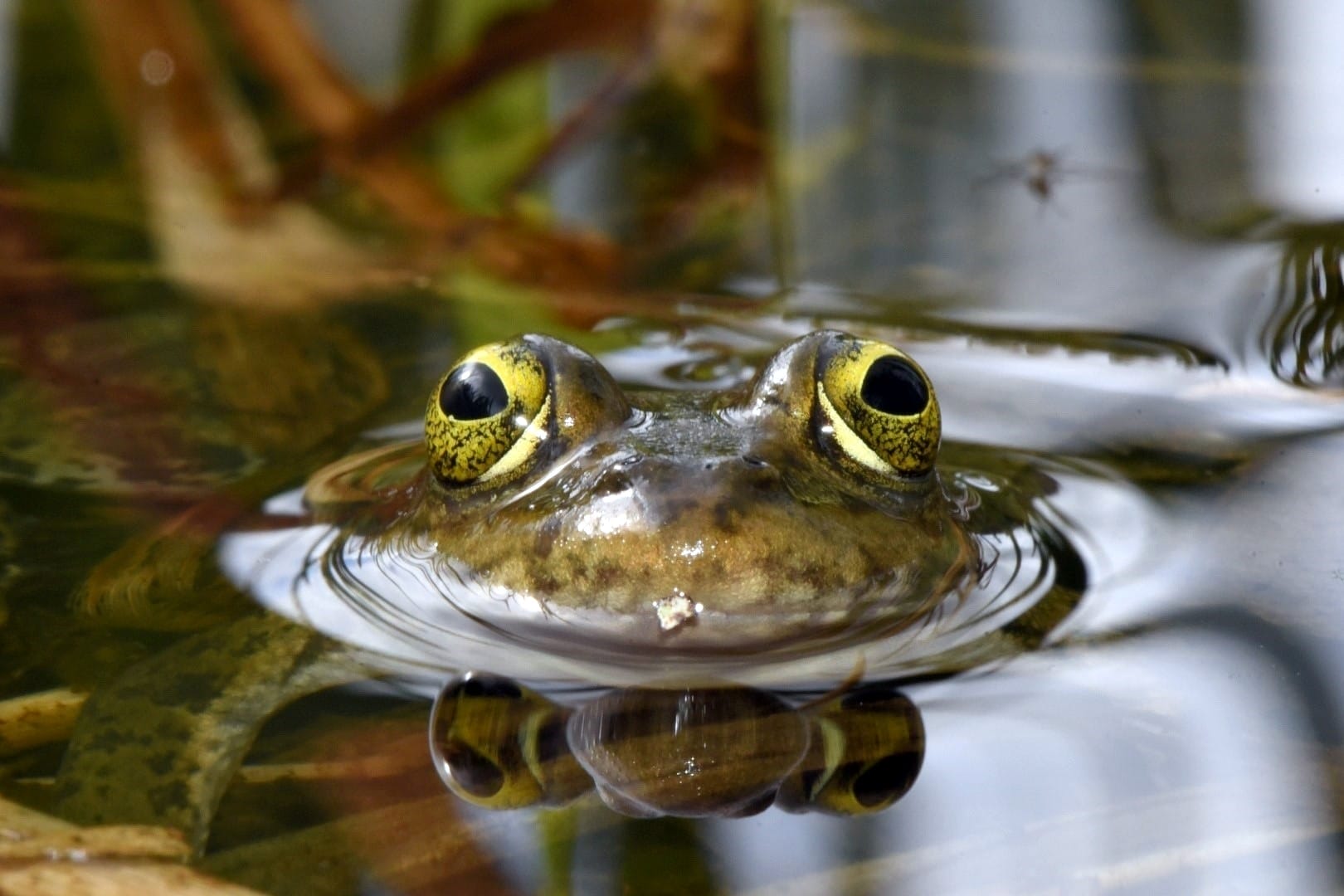 An Oregon Spotted Frog peers at the camera. Its head is above water, while the rest of its body is underwater.