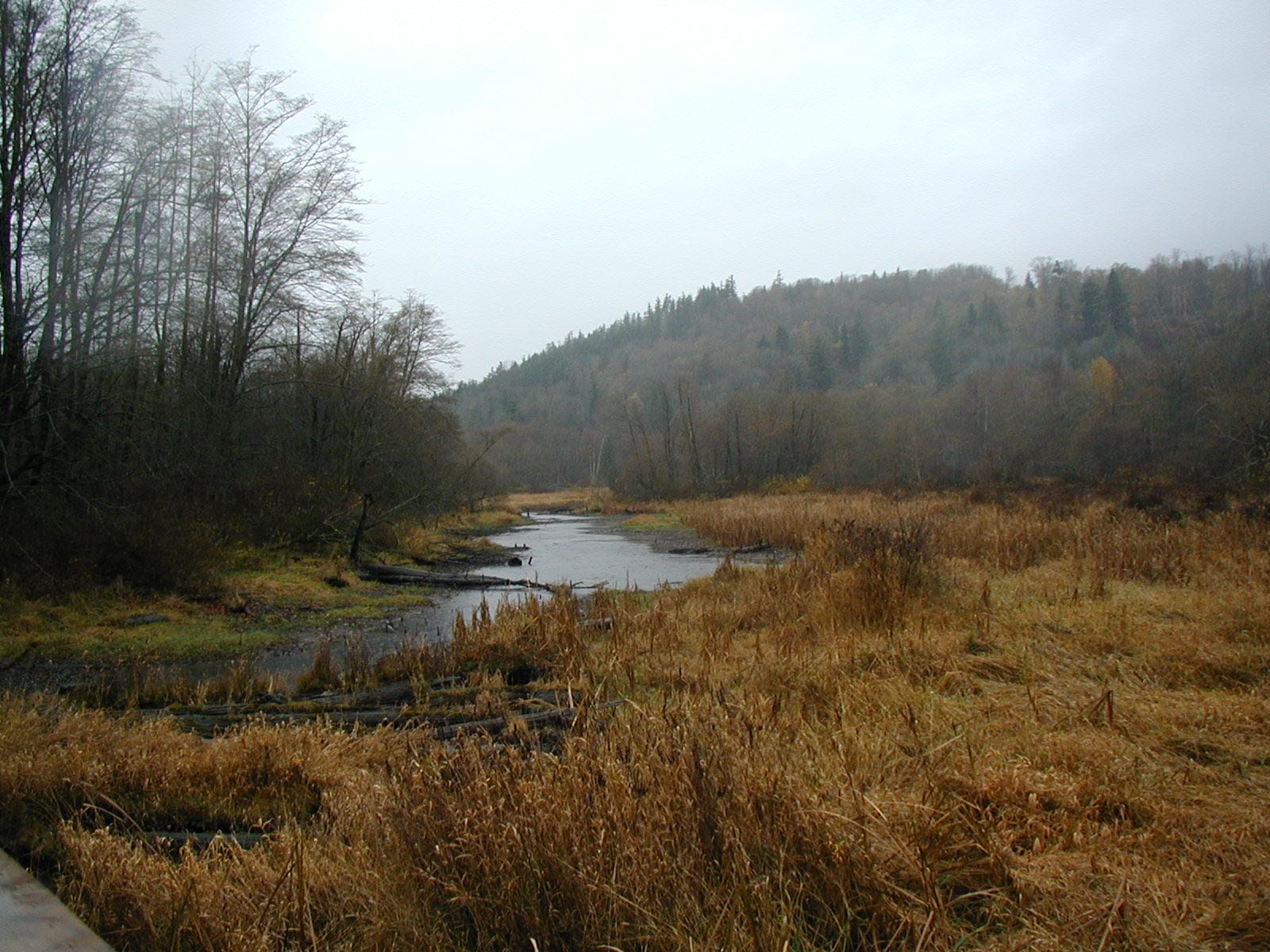 A field of brown reed canary grass lies next to a small body of water. Trees are visible to the left and hills in the background.